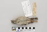 Pooecetes gramineus image
