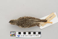 Pooecetes gramineus image
