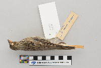 Pooecetes gramineus image