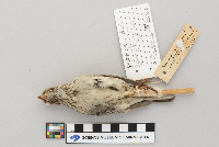 Pooecetes gramineus image