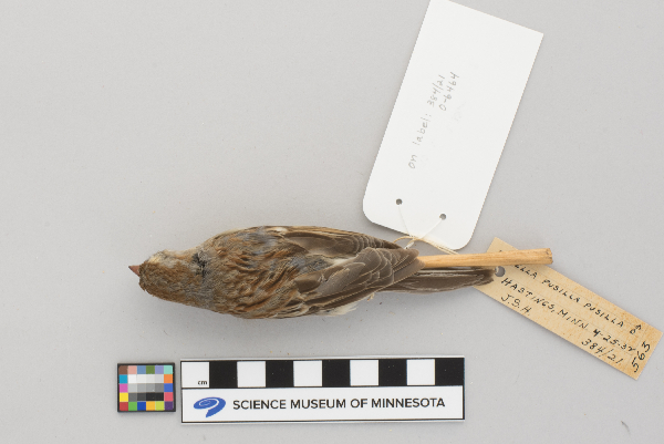 Spizella pusilla image