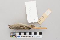 Spizella pusilla image