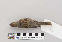 Spizella pusilla image