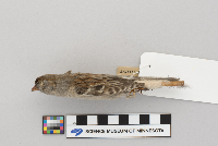 Spizella pusilla image