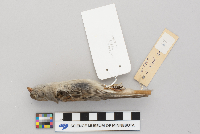Spizella pusilla image
