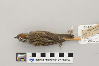 Spizella passerina image