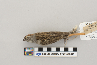 Spizella passerina image