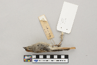 Spizella passerina image