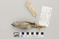 Spizella passerina image