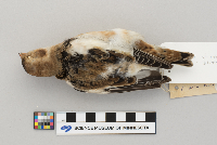 Plectrophenax nivalis image
