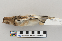 Plectrophenax nivalis image