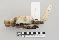 Plectrophenax nivalis image