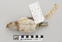 Plectrophenax nivalis image