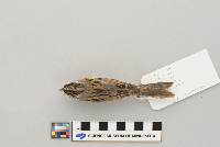 Spizella pallida image