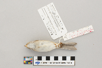 Spizella pallida image