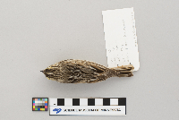 Passerculus sandwichensis image