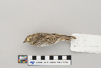 Passerculus sandwichensis image