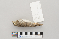 Passerculus sandwichensis image