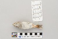 Passerculus sandwichensis image