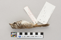 Melospiza melodia image