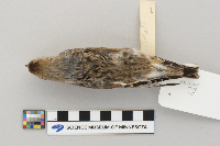 Plectrophenax nivalis image