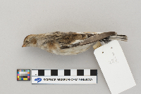 Plectrophenax nivalis image