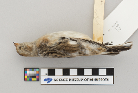 Plectrophenax nivalis image