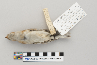 Plectrophenax nivalis image