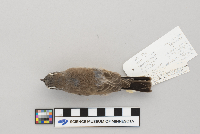 Amphispiza bilineata image