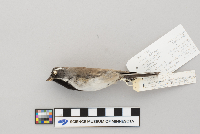 Amphispiza bilineata image