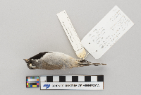 Amphispiza bilineata image