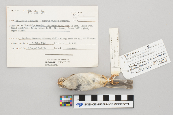 Aimophila carpalis image