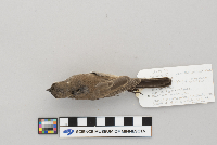 Amphispiza bilineata image