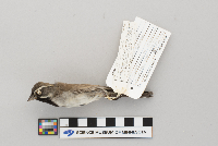 Amphispiza bilineata image