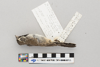 Amphispiza bilineata image