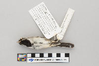 Amphispiza bilineata image