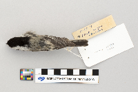 Parus atricapillus image