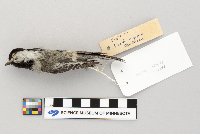 Parus atricapillus image