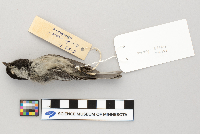 Parus atricapillus image