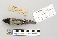 Parus atricapillus image