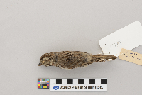 Melospiza melodia image