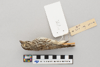 Melospiza melodia image