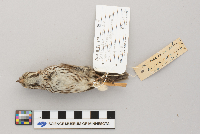 Melospiza melodia image