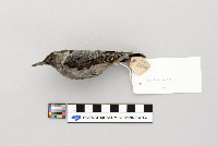 Sitta carolinensis image