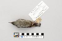 Sitta carolinensis image