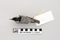 Sitta carolinensis image