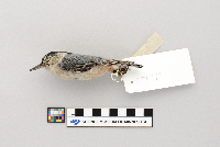 Sitta carolinensis image