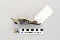 Sitta carolinensis image