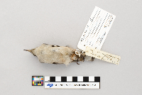 Sitta carolinensis image