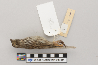 Melospiza melodia image